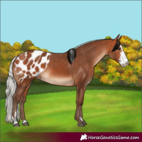 Horse Color:Silver Bay Sabino Blanket 