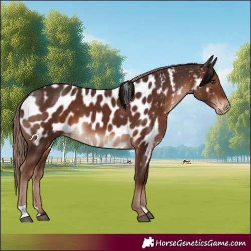Horse Color:Liver Chestnut Appaloosa 