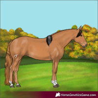 Horse Color:Chestnut Tobiano 