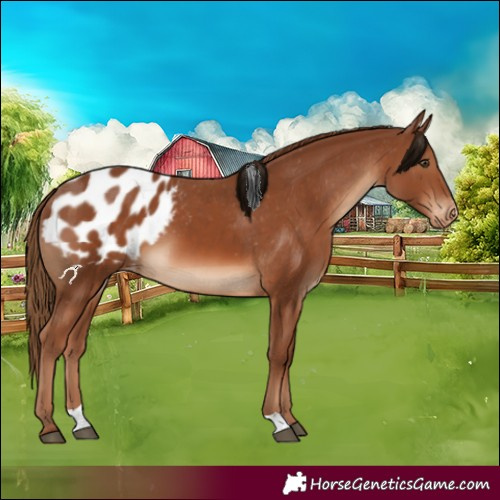 Horse Color:Chestnut Appaloosa 