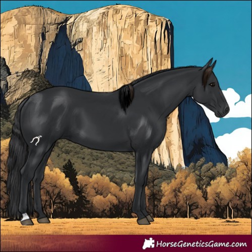 Horse Color:Black 