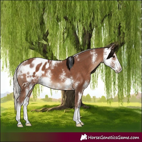 Horse Color:Silver Black Sabino Appaloosa 