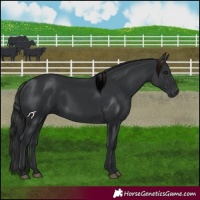 Horse Color:Black 