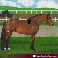 Horse Color:Bay 