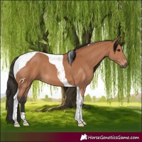 Horse Color:Bay Tobiano 