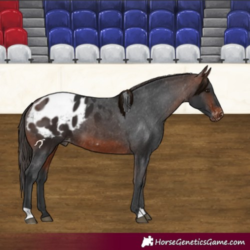 Horse Color:Brown Blanket 
