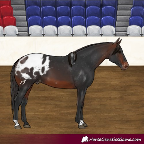 Horse Color:Brown Appaloosa