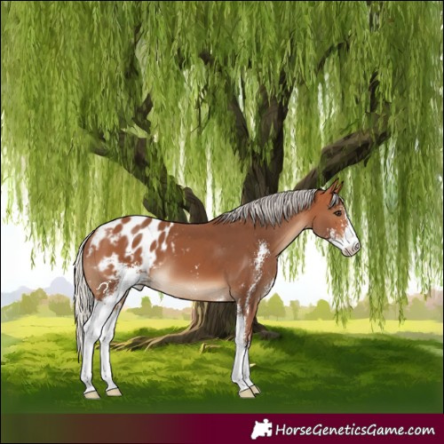 Horse Color:Silver Bay Sabino Appaloosa 