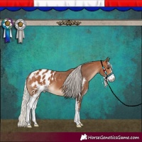 Horse Color:Silver Bay Sabino Blanket 