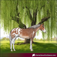 Horse Color:Silver Bay Sabino Appaloosa