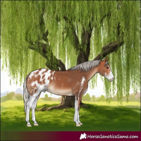 Horse Color:Silver Bay Sabino Appaloosa 