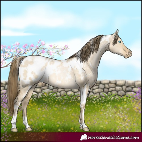 Horse Color:White Spotted Buckskin Pearl Dun Appaloosa