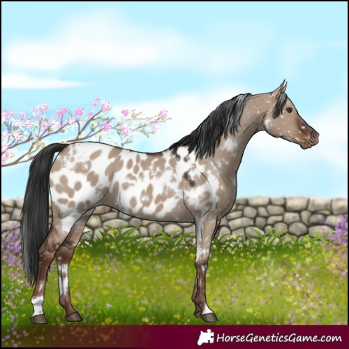Horse Color:White Spotted Liver Red Dun Appaloosa 