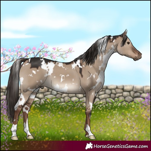 Horse Color:White Spotted Liver Red Dun