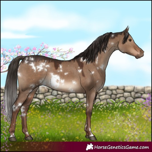 Horse Color:White Spotted Liver Red Dun 