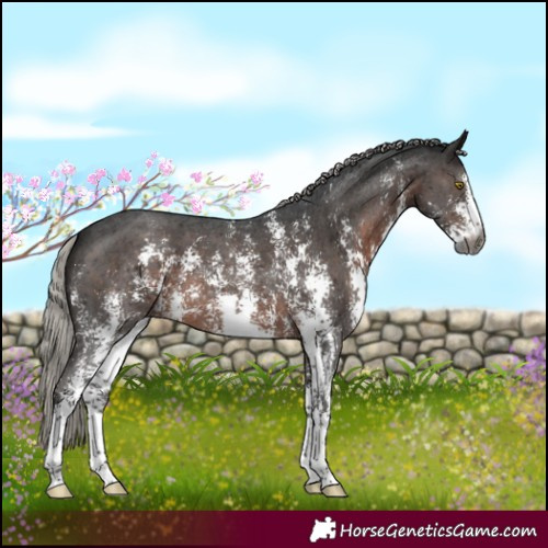 Horse Color:Gray Silver Brown Mushroom Sabino 