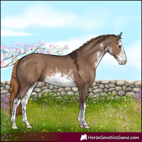 Horse Color:White Spotted Liver Red Dun