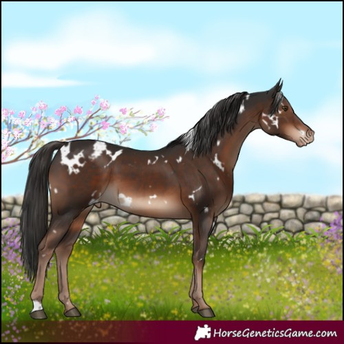Horse Color:White Spotted Liver Chestnut Appaloosa 
