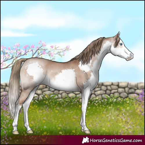 Horse Color:White Spotted Liver Red Dun Splash