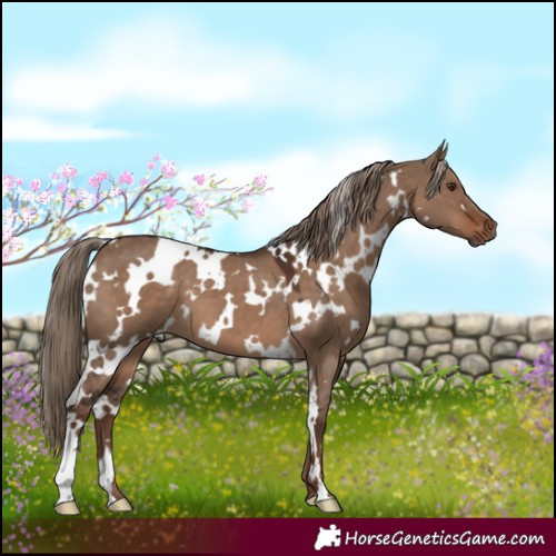 Horse Color:White Spotted Liver Red Dun 