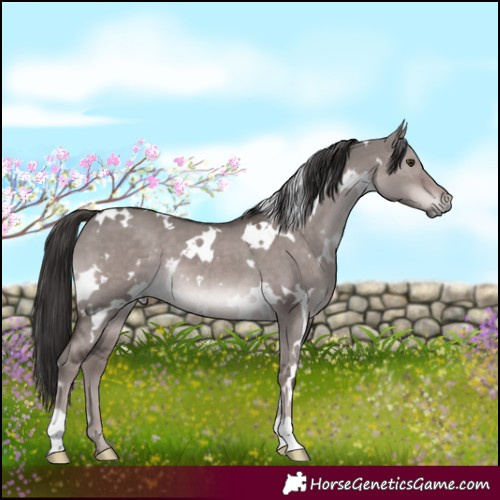Horse Color:Platinum White Spotted Liver Red Dun 