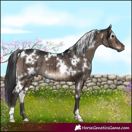 Horse Color:White Spotted Brown Dun Brindle
