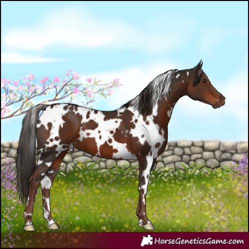 Horse Color:White Spotted Liver Chestnut 