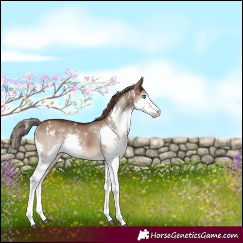 Horse Color:White Spotted Liver Red Dun Sabino Splash 