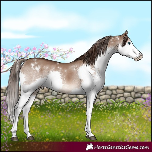 Horse Color:White Spotted Liver Red Dun Sabino Splash 