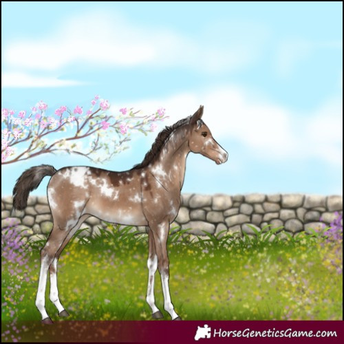 Horse Color:White Spotted Liver Red Dun Appaloosa 