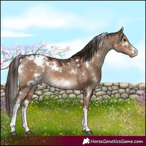 Horse Color:White Spotted Liver Red Dun Snowflake Varnish