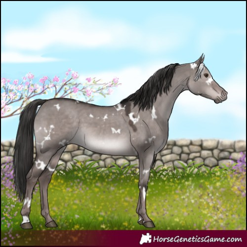 Horse Color:Platinum White Spotted Liver Red Dun
