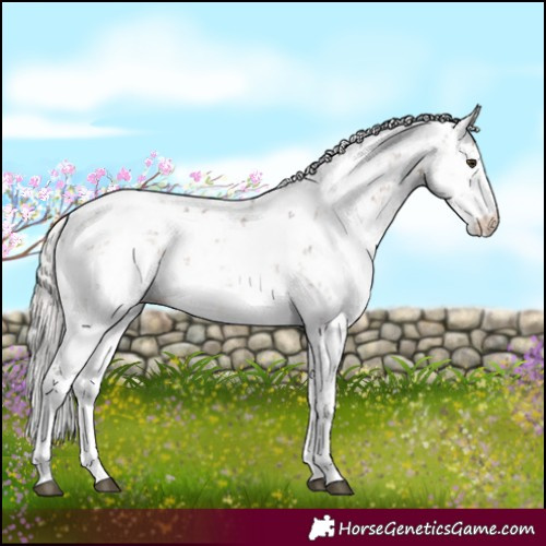 Horse Color:Silver Brown Dun Sabino Appaloosa 