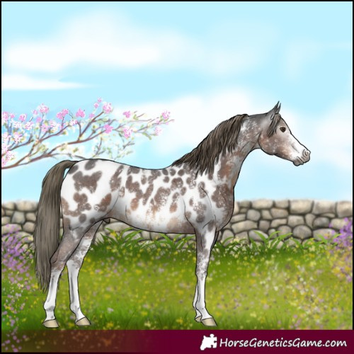Horse Color:Gray Liver Chestnut Mushroom Sabino Near Leopard 