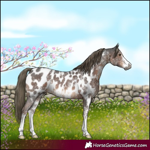 Horse Color:Gray Liver Chestnut Mushroom Sabino Appaloosa 
