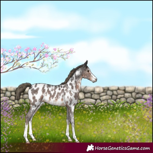 Horse Color:Gray Liver Chestnut Mushroom Sabino Appaloosa 