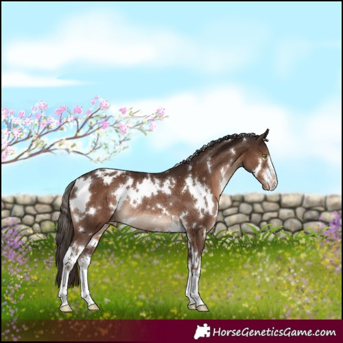 Horse Color:White Spotted Liver Chestnut Appaloosa Rabicano 
