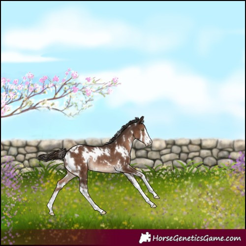 Horse Color:White Spotted Liver Chestnut Appaloosa Rabicano 