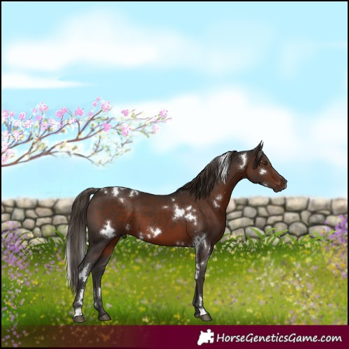 Horse Color:White Spotted Liver Chestnut 