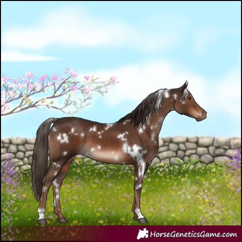 Horse Color:White Spotted Liver Chestnut