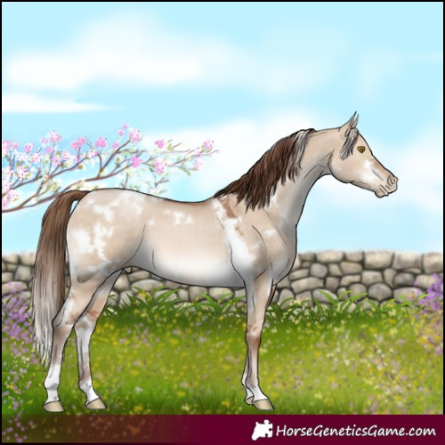 Horse Color:White Spotted Brown Pearl Dun 