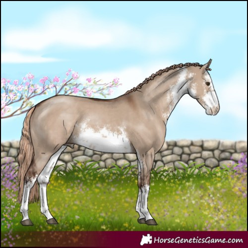 Horse Color:White Spotted Liver Red Dun