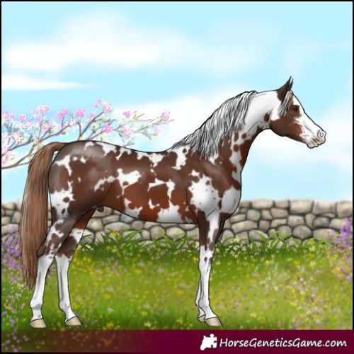 Horse Color:White Spotted Liver Chestnut 