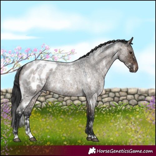 Horse Color:White Spotted Brown Roan Dun Appaloosa 