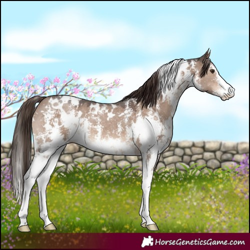 Horse Color:White Spotted Liver Red Dun Sabino