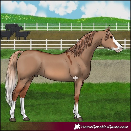 Horse Color:Red Dun Splash 