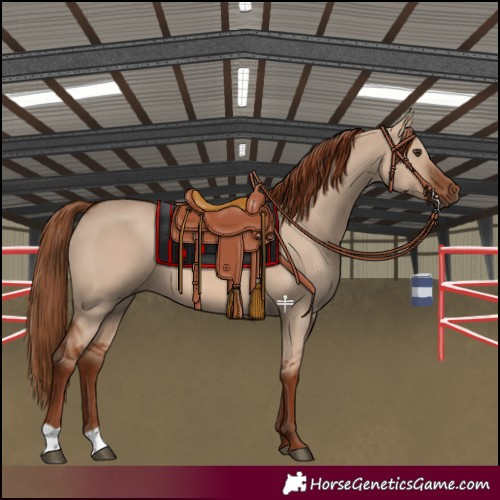 Horse Color:Red Dun