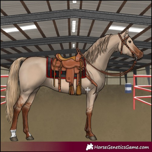 Horse Color:Red Dun 