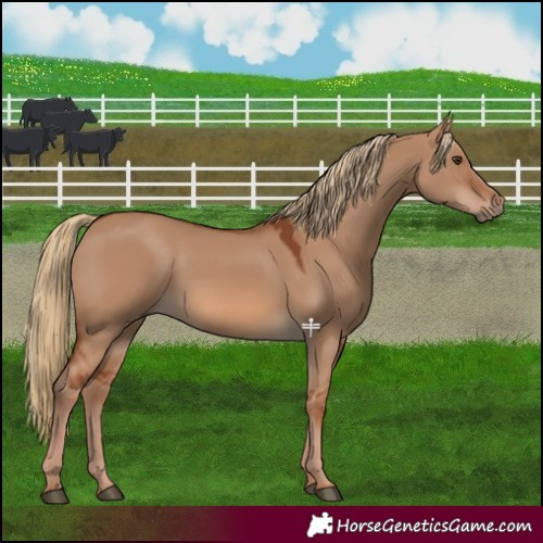 Horse Color:Red Dun