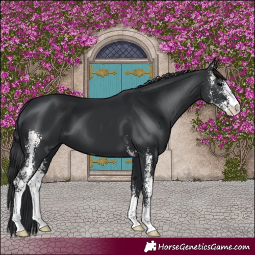 Horse Color:Black Sabino 